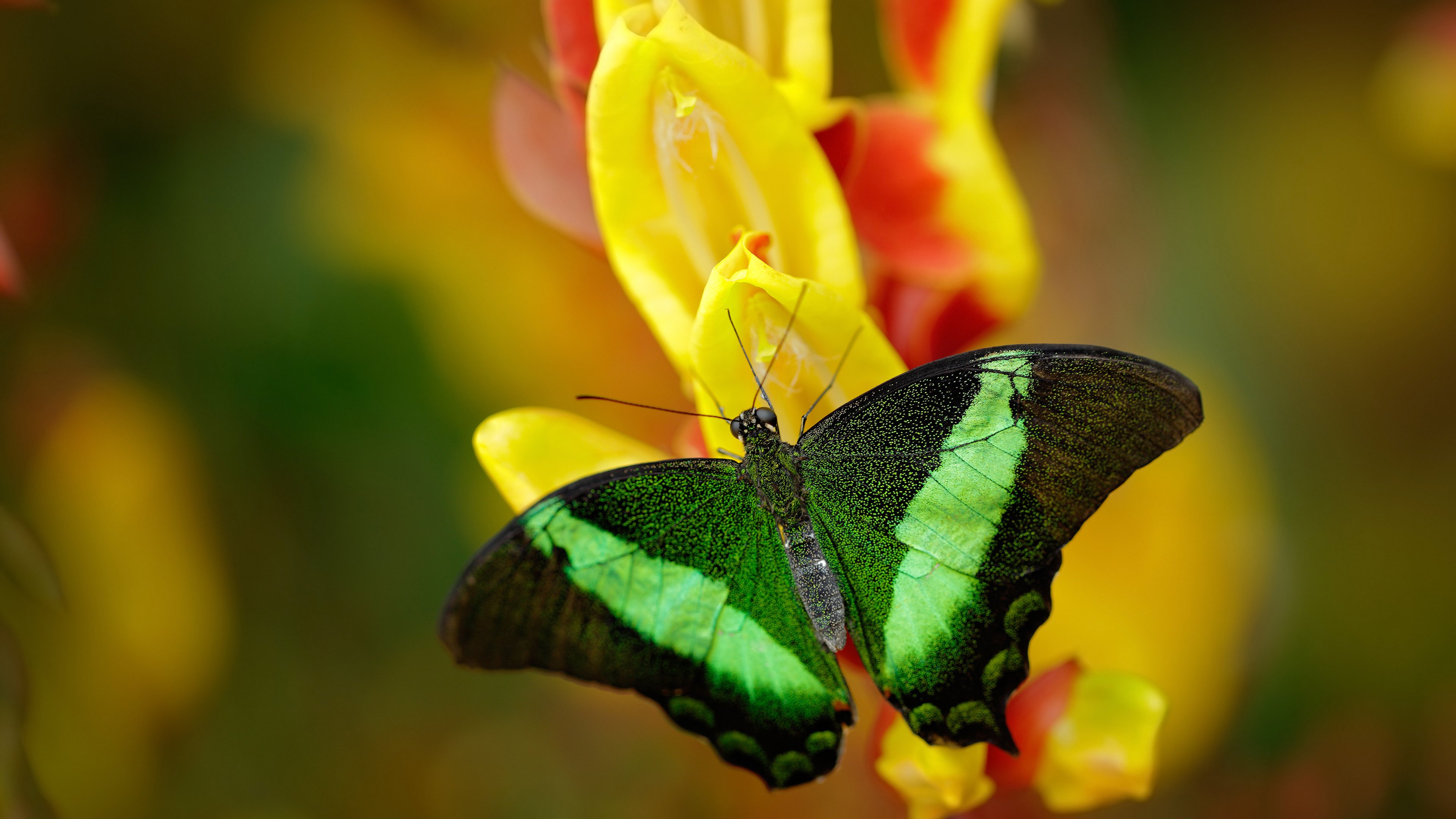 摩洛哥骑手哈立德·阿卜杜拉在2024年巴黎奥运会盛装舞步比赛中取得第15名，创造历史最佳成绩。